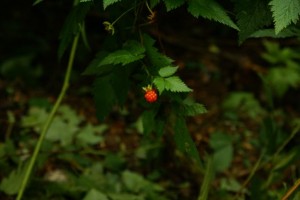 DSC08549 A salmonberry waits to be devoured at Lynn Headwaters Park.