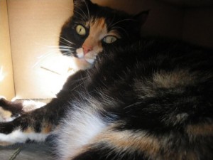 Morgane photographed grandma's cat, Pumpkin, inside her new cardboard box house. She also loves her backyard that M made out of books and her giant paper bag.