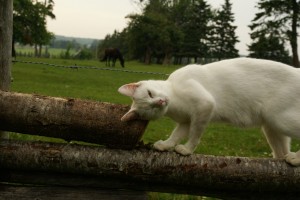 Lots of kittens seem to live on the heritage farm at Orwell.