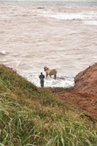 DSC00776 Man and horse harvesting seaweed.