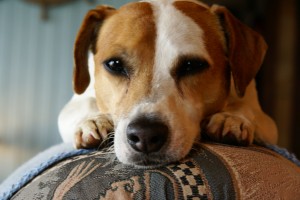 The resident Jack Russell