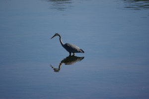 As we ate breakfast, a blue heron took advantage of low tide to go fishing.