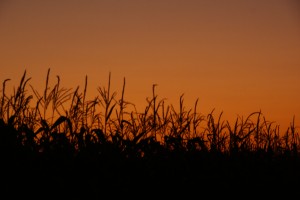Corn fields in central Quebec.