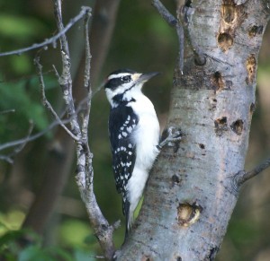 A woodpecker that Morgane spotted with her keen eye.