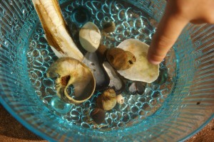 A science lesson on the beach.