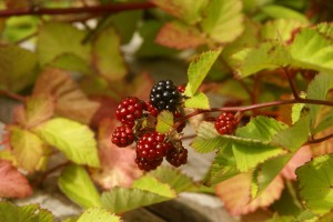 Ripening blackberries at the organic farm.