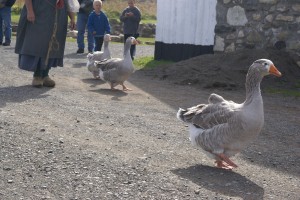 Here come the geese.