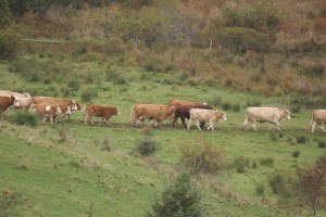 DSC01853 The cows come home and then go back for the stragglers.