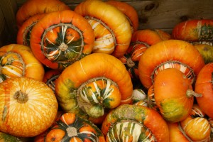 Pumpkins & Co.
