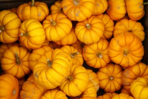 Pumpkins for sale