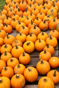 Pick a Pumpkin