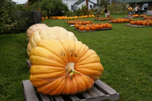 DSC01866 Howard Dill's Pumpkin Farm