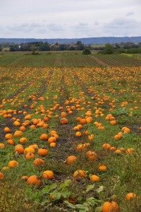 DSC01951 Ghis was so tired, but he stopped yesterday so I could take pictures of this cheery pumpkin patch.
