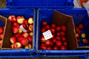 DSC01980 Healthy Apples