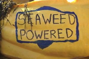 The winning pumpkin.