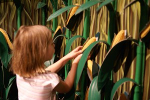 Morgane harvesting corn.
