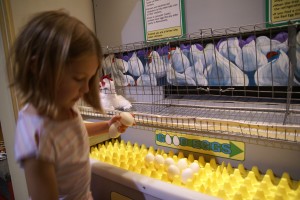 Sorting eggs.