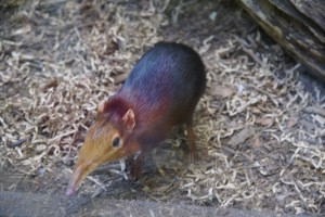 A shrew