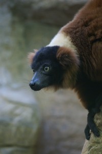 "Mom, stop taking pictures of the lemurs!"