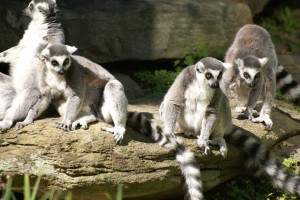 More lemurs sunning themselves.