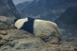Napping Panda