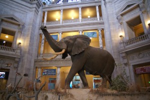 The Natural History Museum