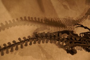 Dinosaur bones
