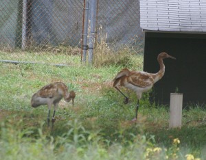 Young whooping cranes - picture shot from far away through open bus window.