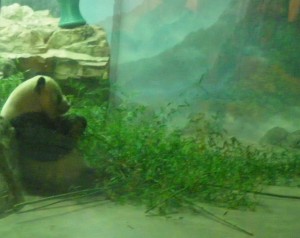 Yum-yum. Bamboo.