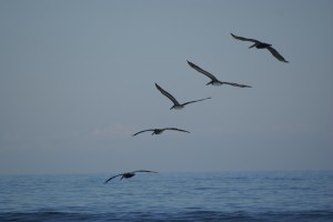 Five pelicans on the beach, early afternoon.