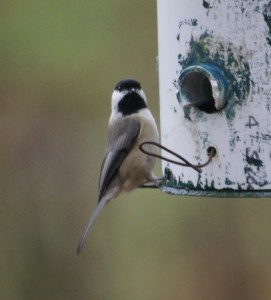 A Carolina Chickadee, we think.