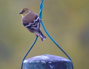 Mystery bird.