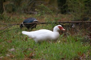 The ducks in Tony's backyard.