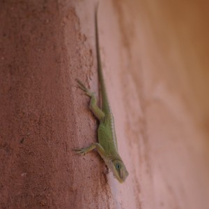 Gecko on the wall.