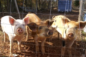 The three little pigs.