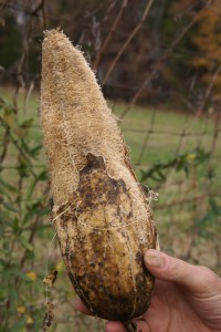 Loofahs - those spongy things you use to exfoliate in the shower.