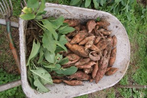 Sweet potatoes and dock.