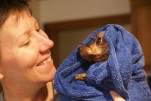 Duke looks like a chihuahua when wet.