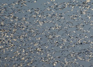 Sky full of geese.