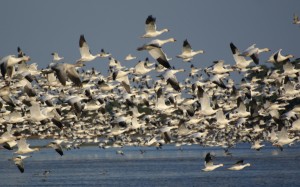 The snow geese take off.