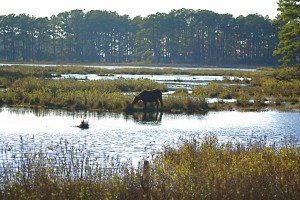Horse with scenic background