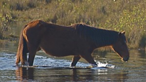 A horse in the water.