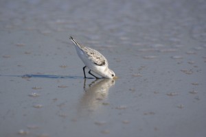 Little bird on the beach. I am amazed at how they manage to avoid the waves.