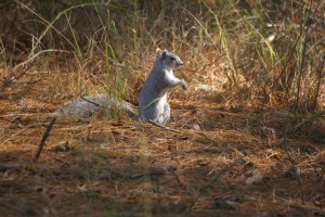 Fox squirrel