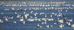 Snow geese on pond.