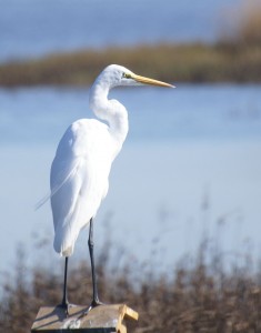 I think this is a crane.
