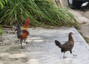 DSC04817 We woke to the sound of roosters. Key West is full of wild chickens and roosters roaming around.