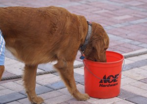 DSC04908 Then she drops it in the bucket.