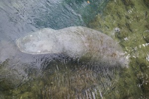 A manatee!