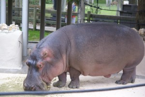 Hungry Hippo